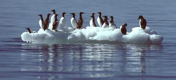 mercury-seabirds-in-the-Alaska