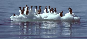 mercury-seabirds-in-the-Alaska