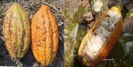 Du cadmium dans le cacao?