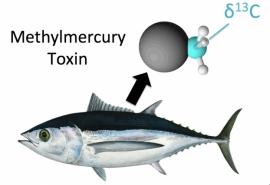 toxine méthyl-mercure dans les océans