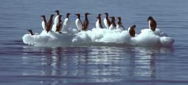 Des guillemots sur une glace dérivante dans la région de Cape Lisburne, Alaska. Les œufs de cette espèce sont utilisés en tant que bio-indicateur du mercure dans les écosystèmes arctiques. © D. Roseneau, U.S. Fish and Wildlife Service.