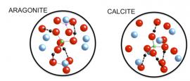 Modèles théoriques de l'ion borate dans la structure des principaux carbonates de calcium naturels. Les liaisons hydrogène partagées entre le groupe moléculaire et les oxygènes de l'hôte cristallin sont indiquées en pointillés. Calcium : sphères bleues, bore : sphères vertes, oxygène : sphères rouges, hydrogène : sphères noires.