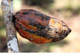 du cacao menacé par la pollution !
